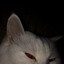 КОТ