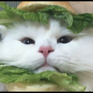 你食不食油猫饼