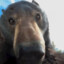Da Bear
