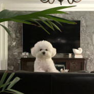 扣2送瘟疫进口小甜水