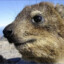 Rock Hyrax