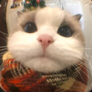 我为羁旅客孤影天地间