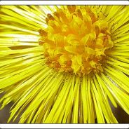 tussilago - steam id 76561197960366641