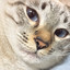 Avatar of Mint Mocha