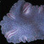 Trichoplax adhaerens