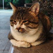 干辣椒番茄红素