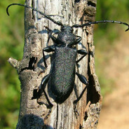 Усатый дебошир