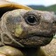 Schildpad69