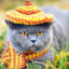 The Hatted Cat