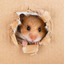 Todd&#039;s_Hamster