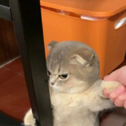 小怪兽在地球玩耍