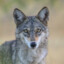 Wolf Of The Deccan