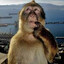canalis analis