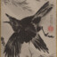 Corvid