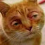 F1nster