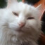 小懒猫