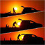 SunshineBanditNL
