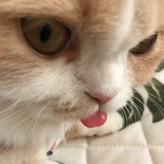 原来你是羅密歐