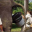 Big bucket of Poop