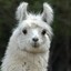 EvilerLlama9792