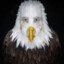 Bill The Eagle
