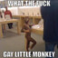 gay little monkey
