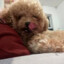 Doggy