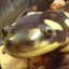 Sneaky Salamander