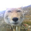 wolfi420