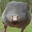 fatgoose