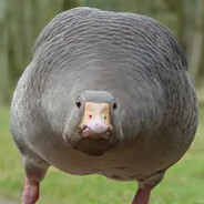 fatgoose
