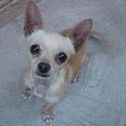 kãøru