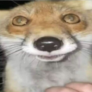 a_silly_fox