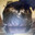 Hackal