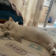 下饭大王小小鱼