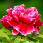 爱高1000的张7元