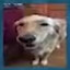 My Dead Dog Daisy