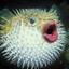 puffer fish lul