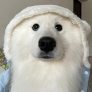 了不起的Pineta。