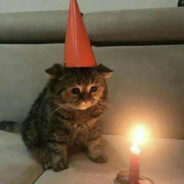 我头像是小猫咪过生日