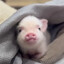 *be's cute*