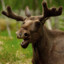 [CN] Moose elk