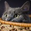 棋猫灬 夜呆子