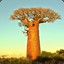 BAOBAB ﾂ