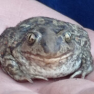 plotnikovalexeypro avatar