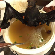 bat soup