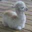 BabyLlama