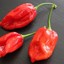 HabaneroPepper2