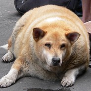 akkie