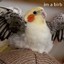 Birb Scamdom.ru